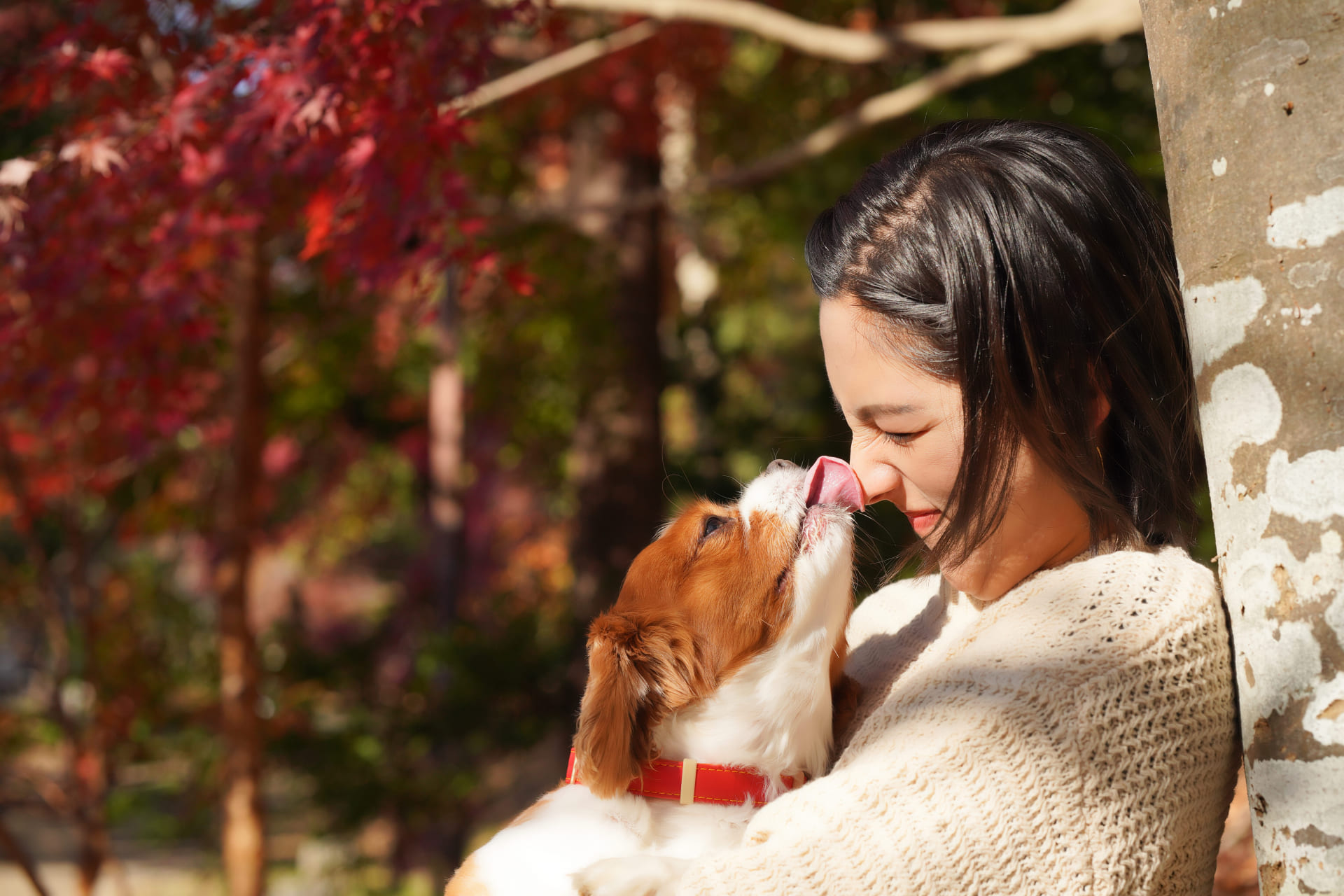 犬が顔を舐める理由とは？愛情表現だけじゃない意外な理由を解説